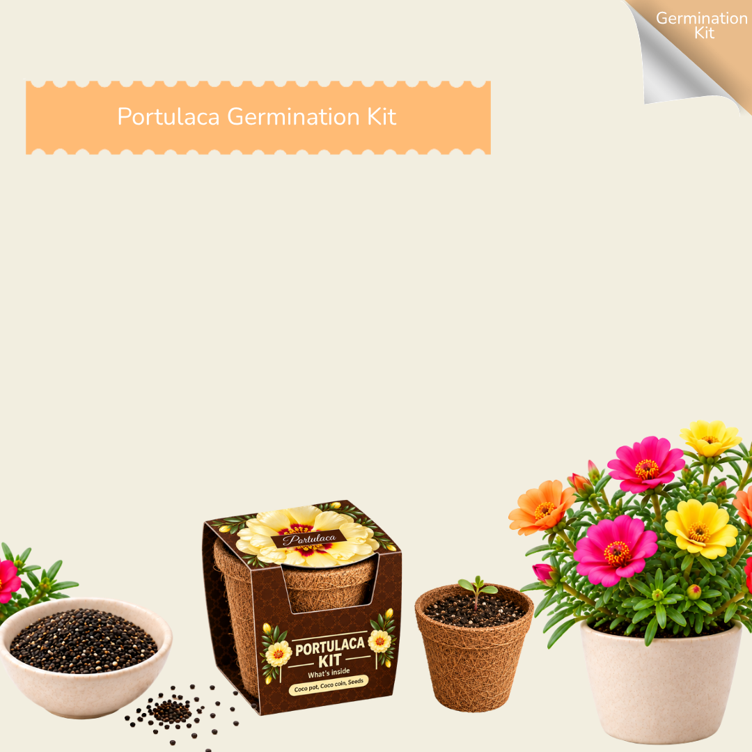 Portulaca Seed Germination Kit | Eco-Friendly Corporate & Event Gifting Kit | Customisable