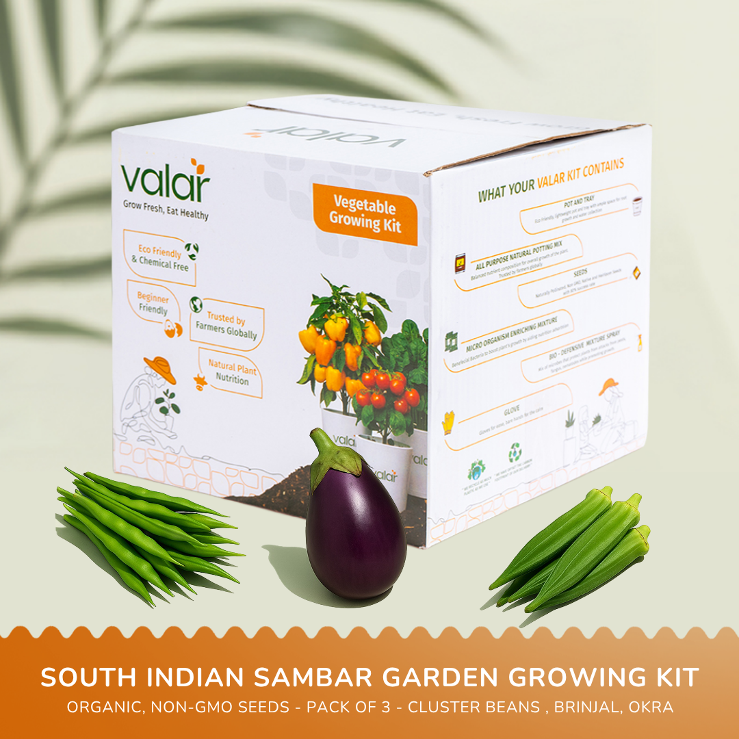 🌿 South Indian Sambar Garden Kit