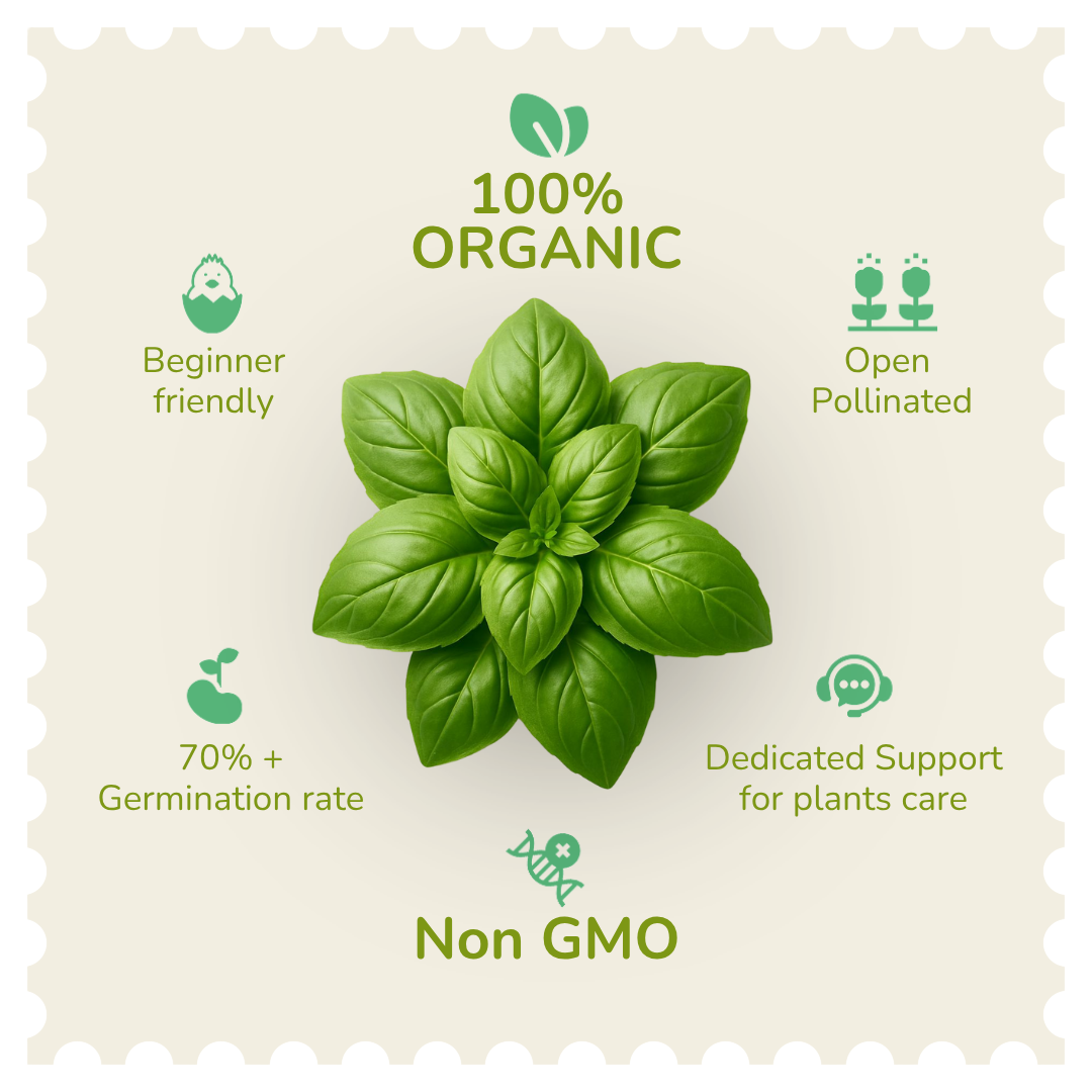 Organic Basil Seeds