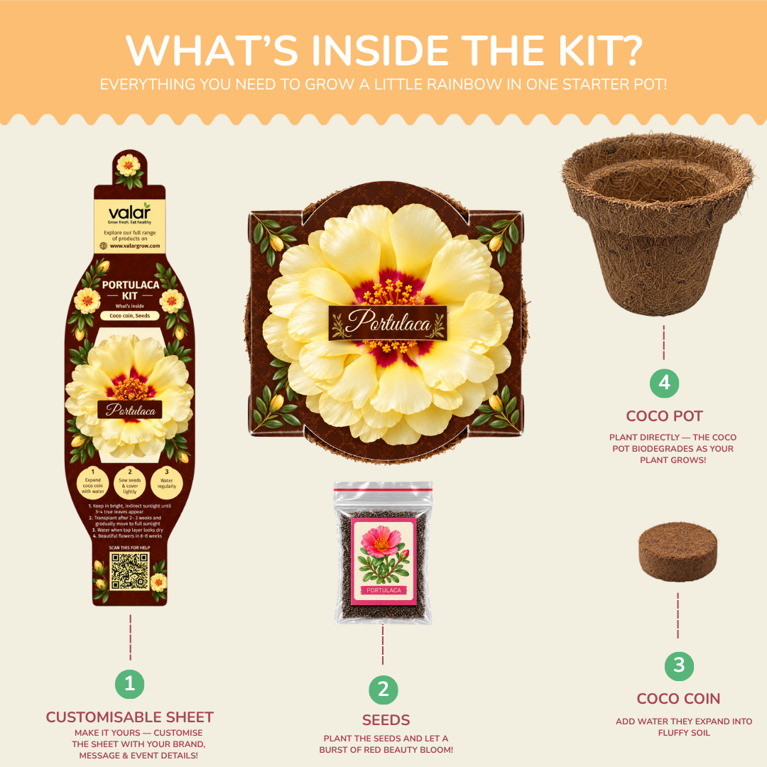 Portulaca Seed Germination Kit | Eco-Friendly Corporate & Event Gifting Kit | Customisable