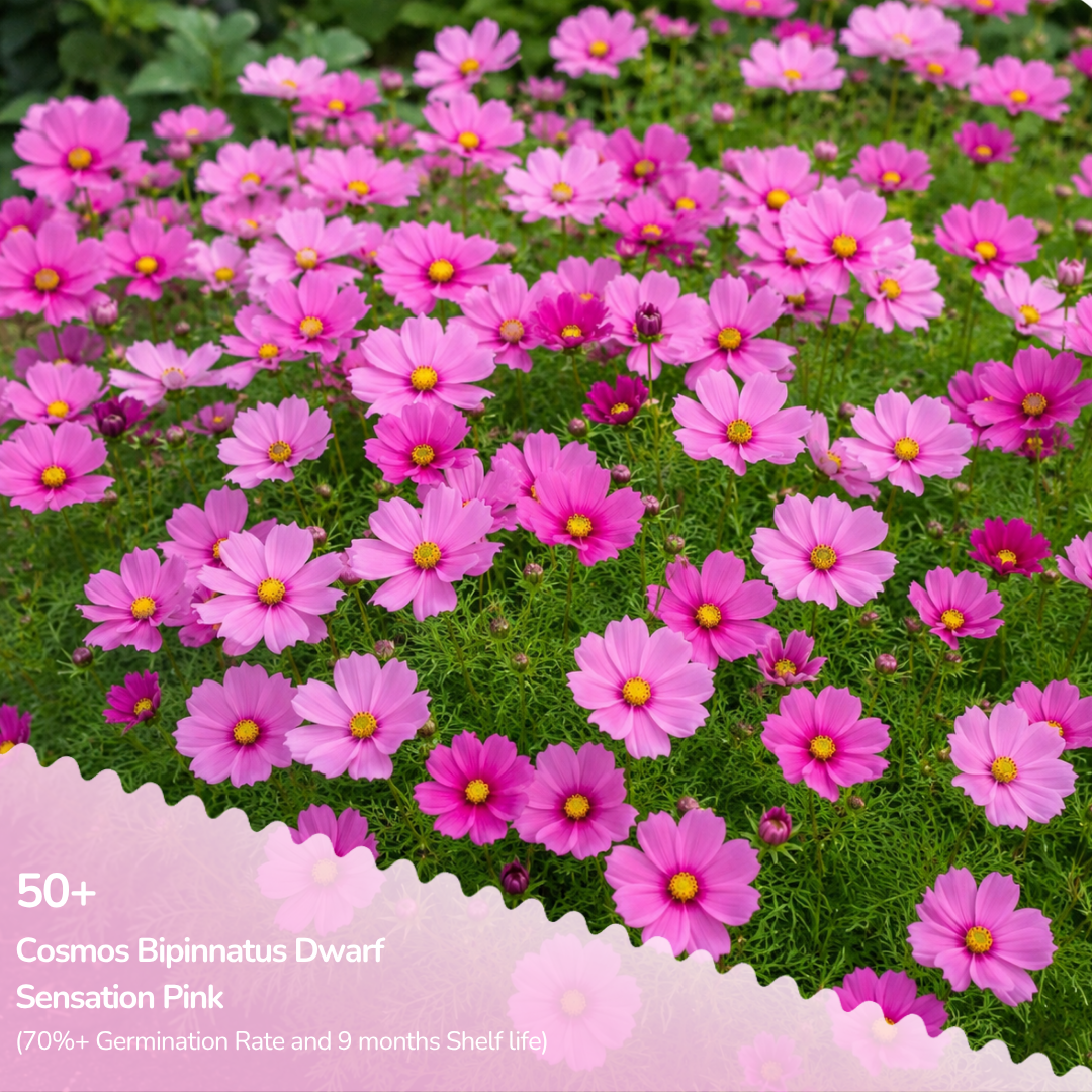 Cosmos Bipinnatus Dwarf Pink Seeds