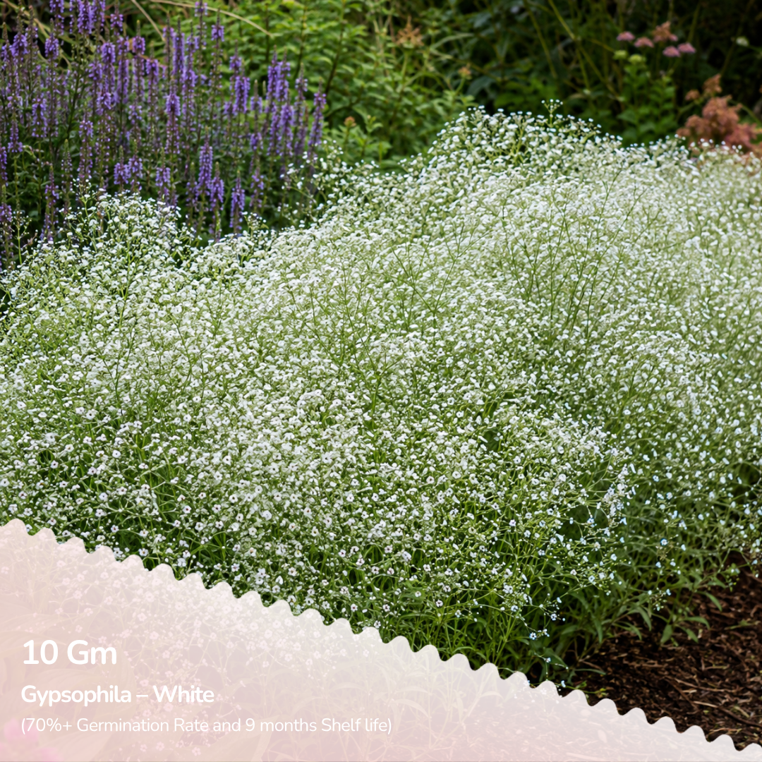 Gypsophila White Seeds