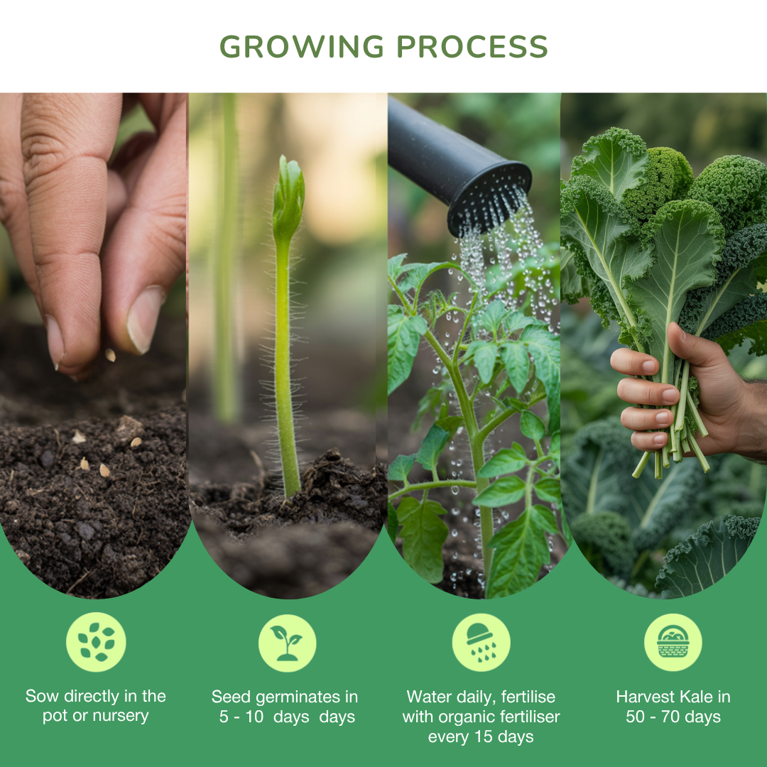 Organic Kale Seeds