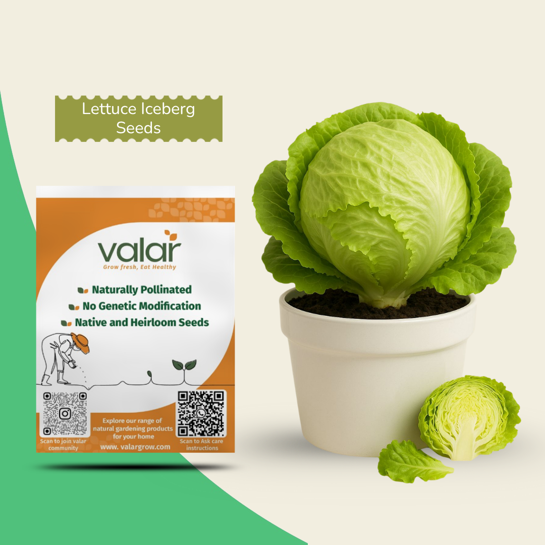 Organic Lettuce Seeds
