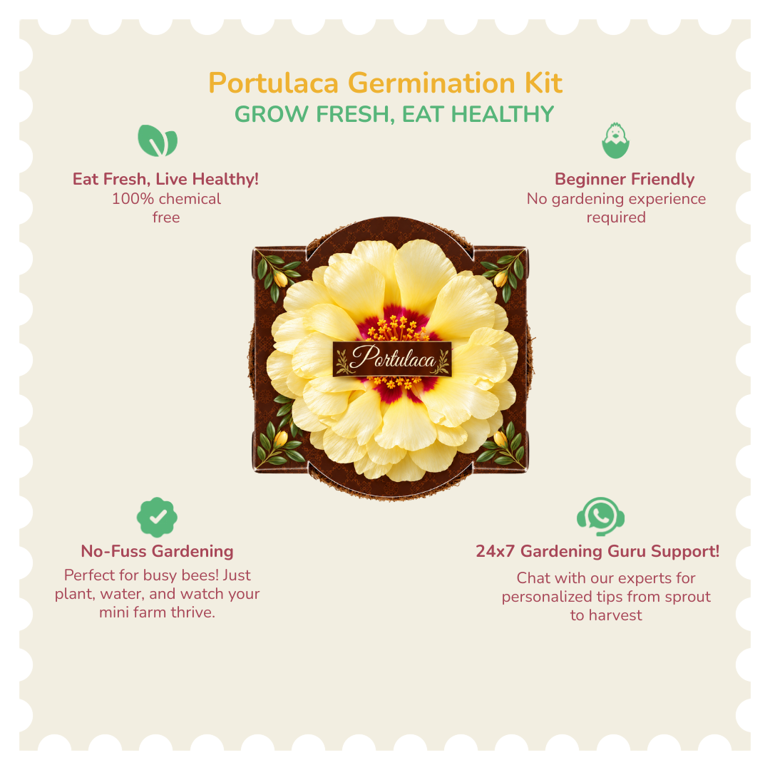 Portulaca Seed Germination Kit | Eco-Friendly Corporate & Event Gifting Kit | Customisable