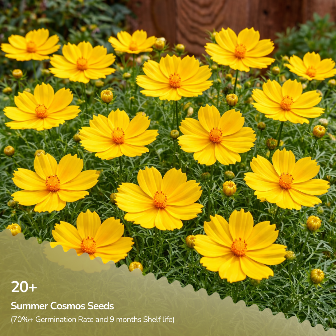 Summer Cosmos Seeds