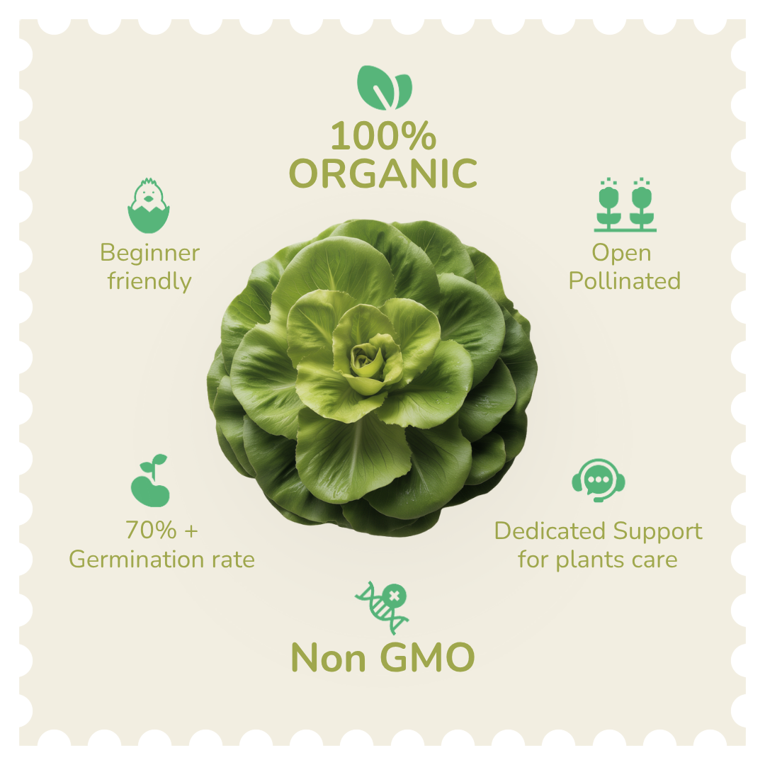Organic Lettuce Seeds