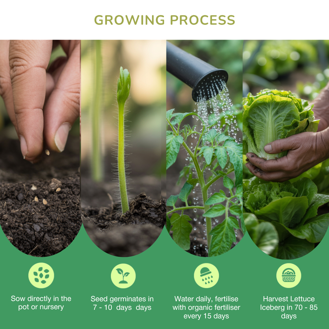 Organic Lettuce Seeds