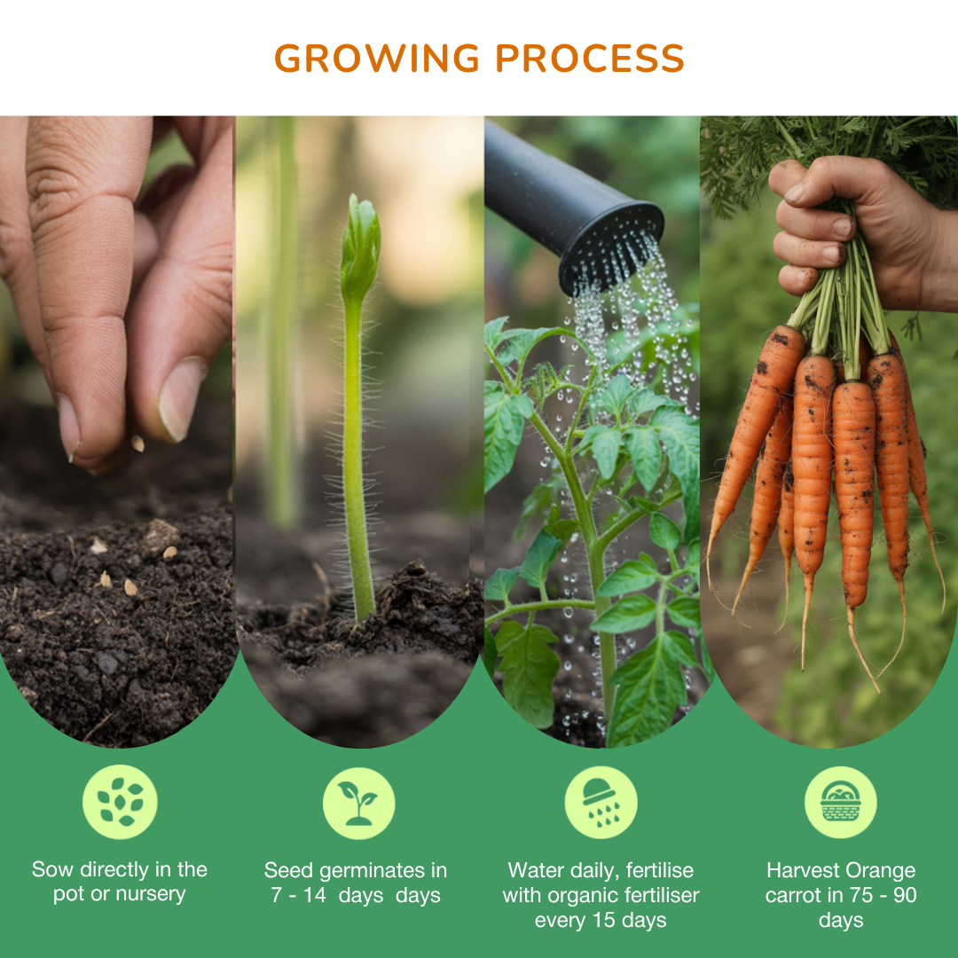 Organic Orange Carrot Seeds