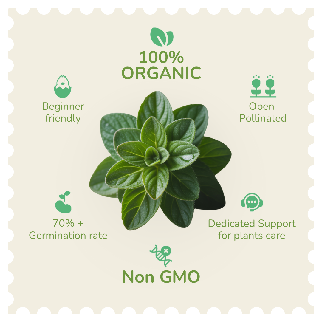 Organic Oregano Seeds