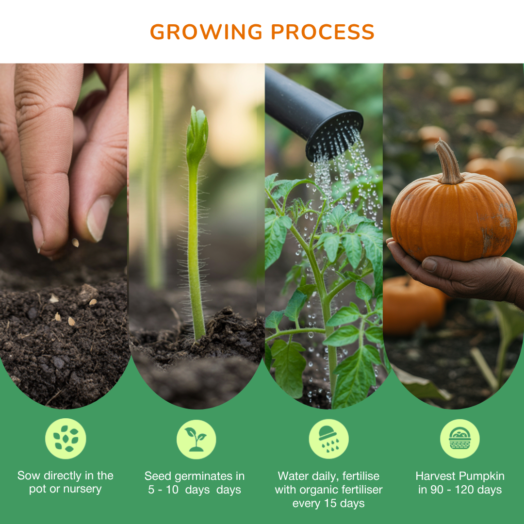 Organic Pumpkin Seeds
