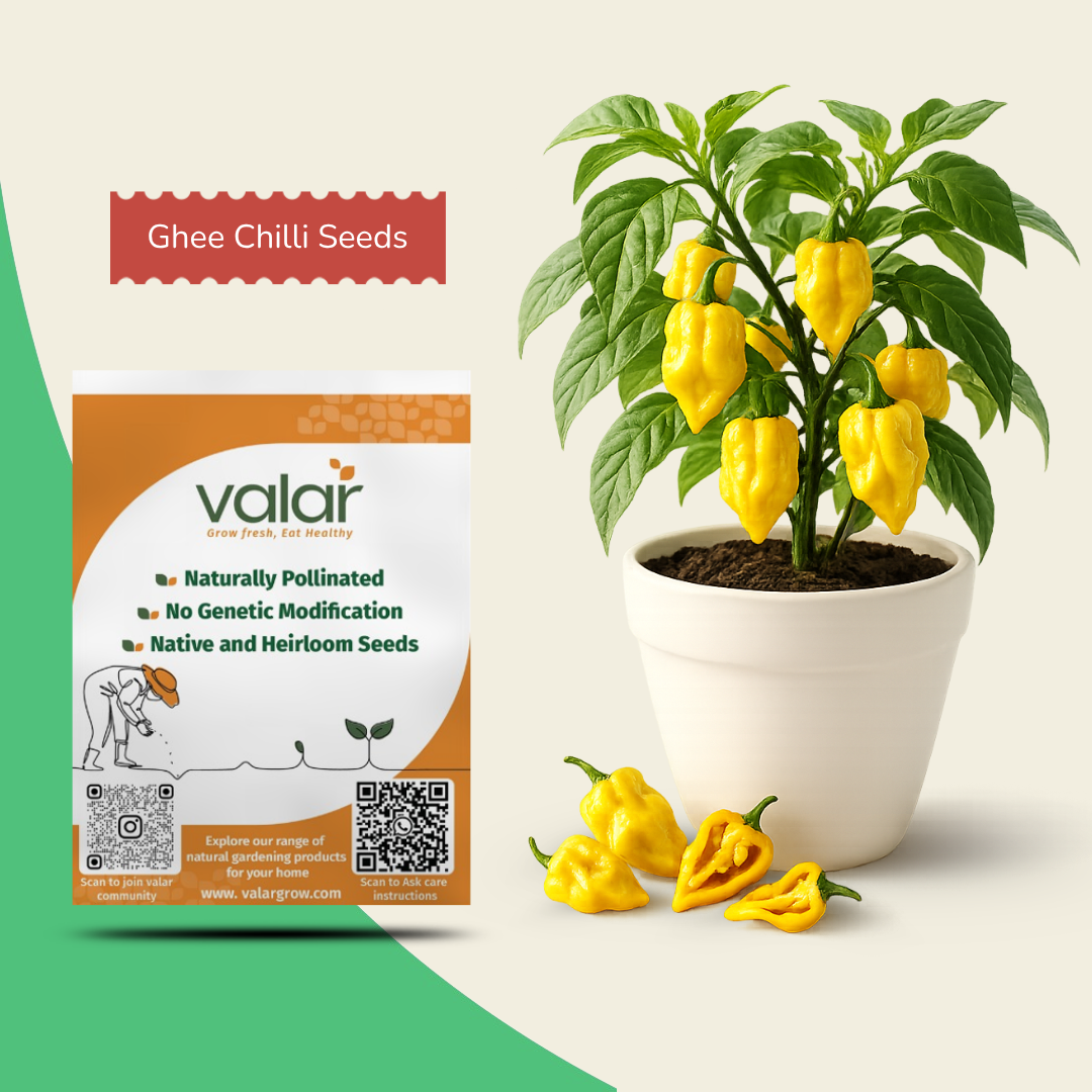 Organic Yellow Ghee Chilli Seeds