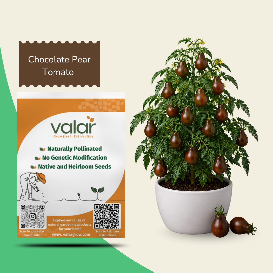 Organic Chocolate Pear Tomato