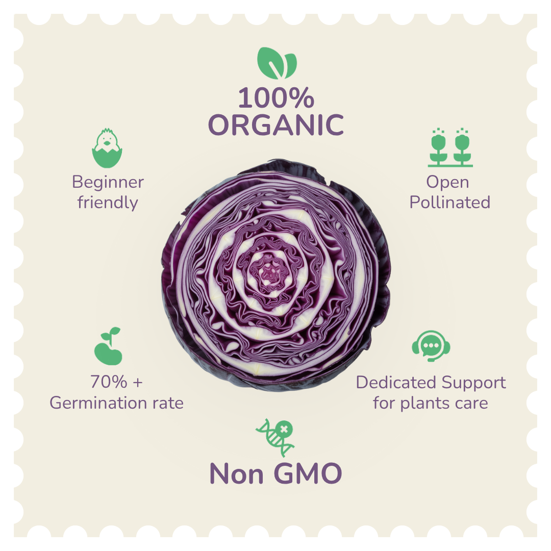 Organic Purple Cabbage Seeds