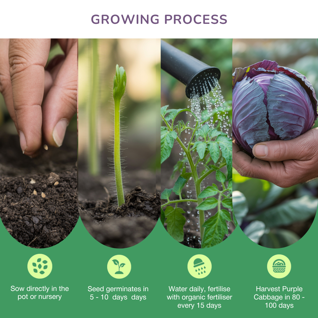 Organic Purple Cabbage Seeds