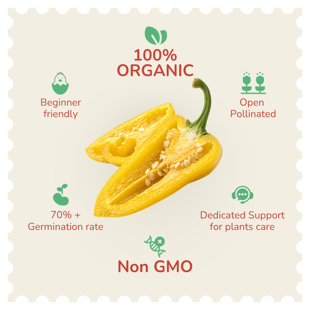 Organic Yellow Ghee Chilli Seeds