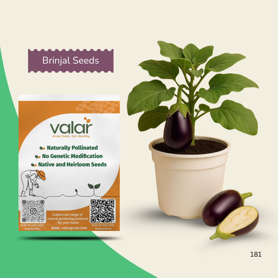 Organic Purple Long Brinjal Seeds