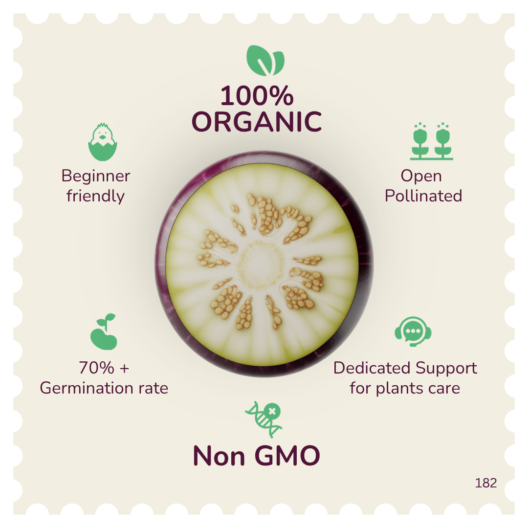 Organic Purple Long Brinjal Seeds