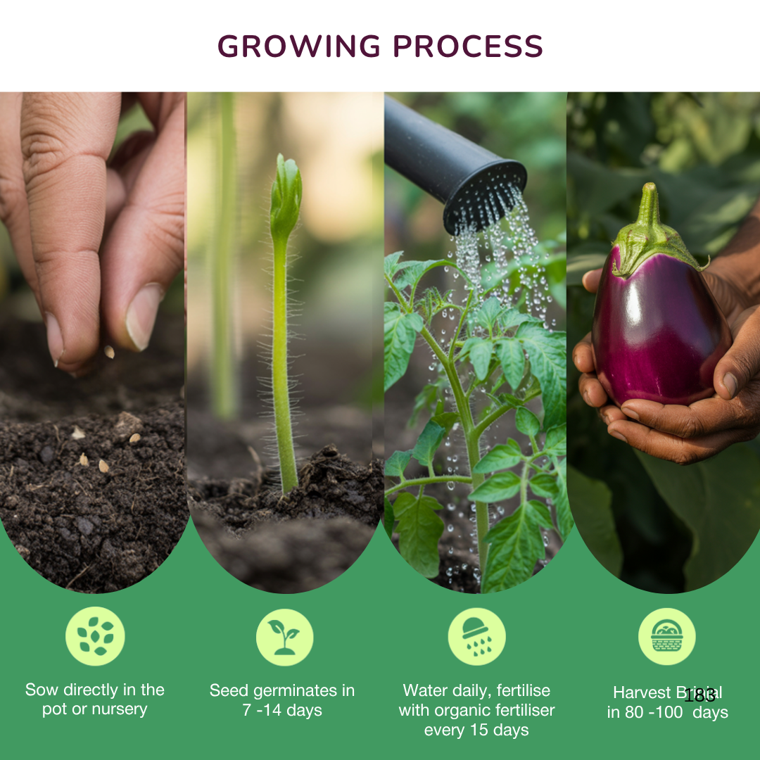 Organic Purple Long Brinjal Seeds