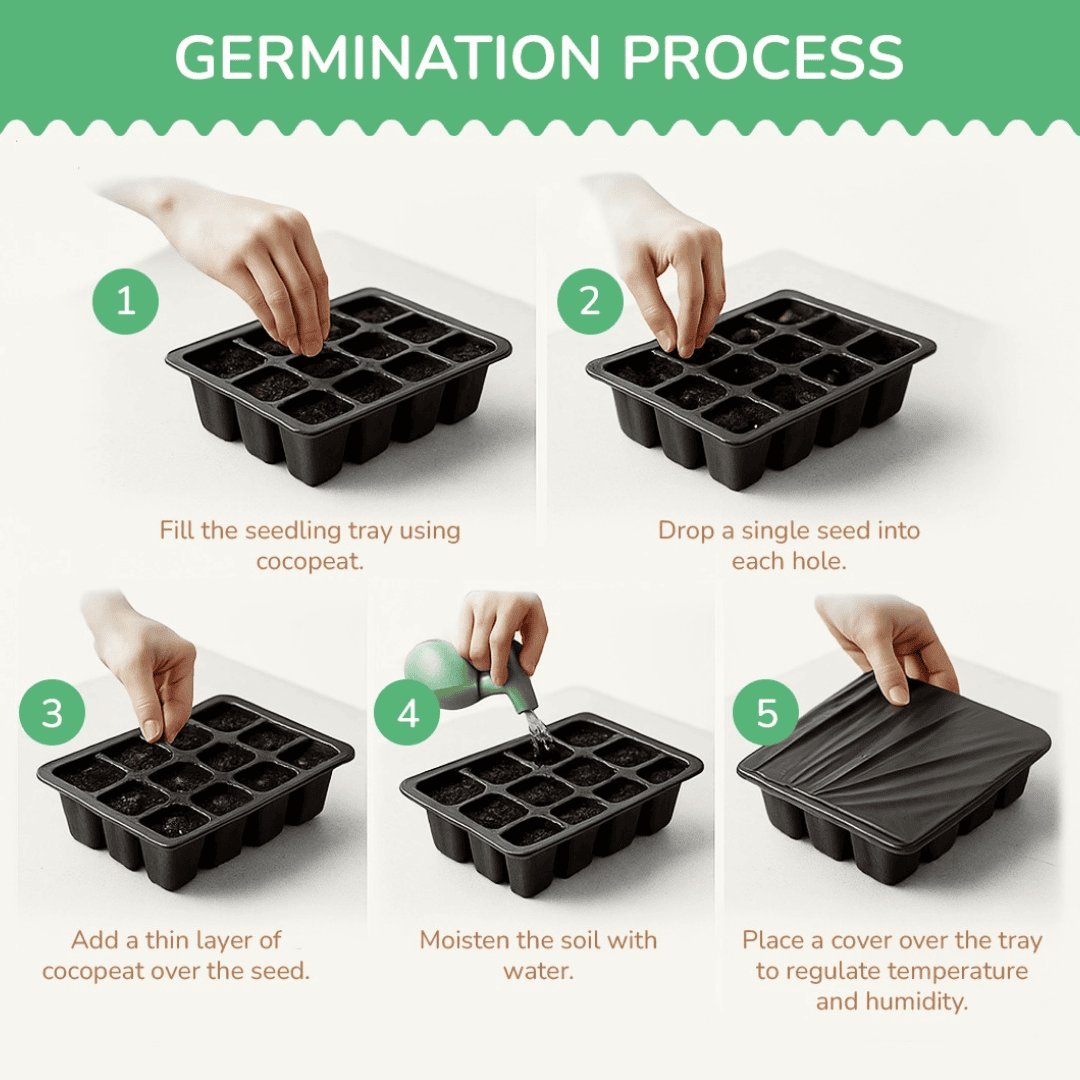 Pack of 10 August Sowing Seeds