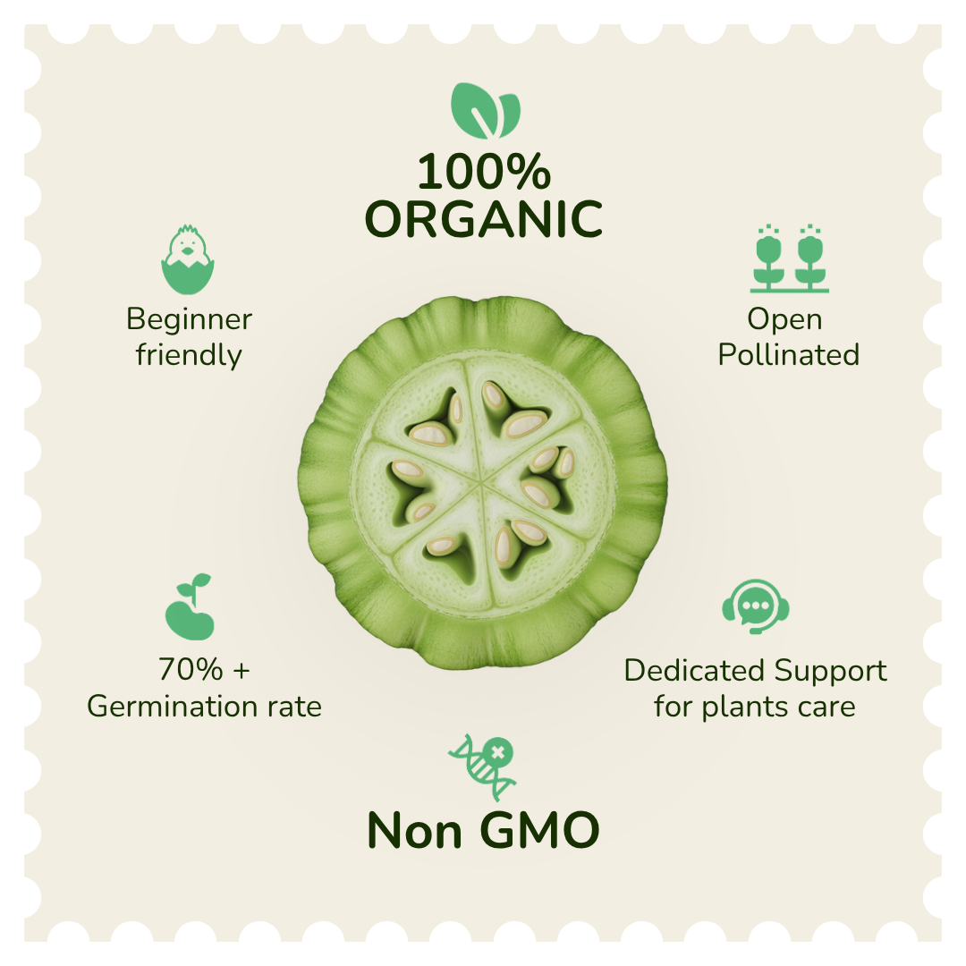 Organic Ridge Gourd Seeds