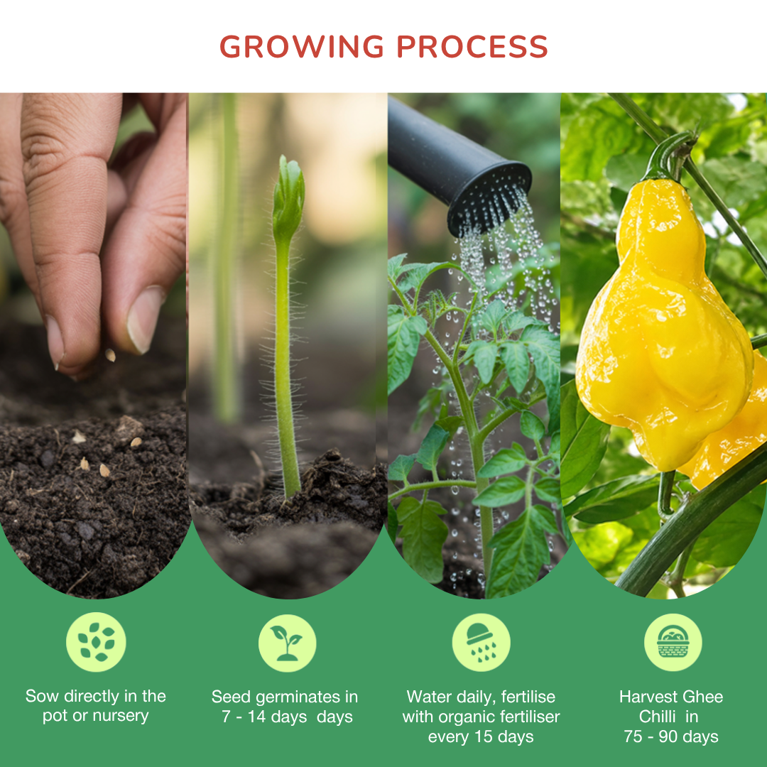 Organic Yellow Ghee Chilli Seeds