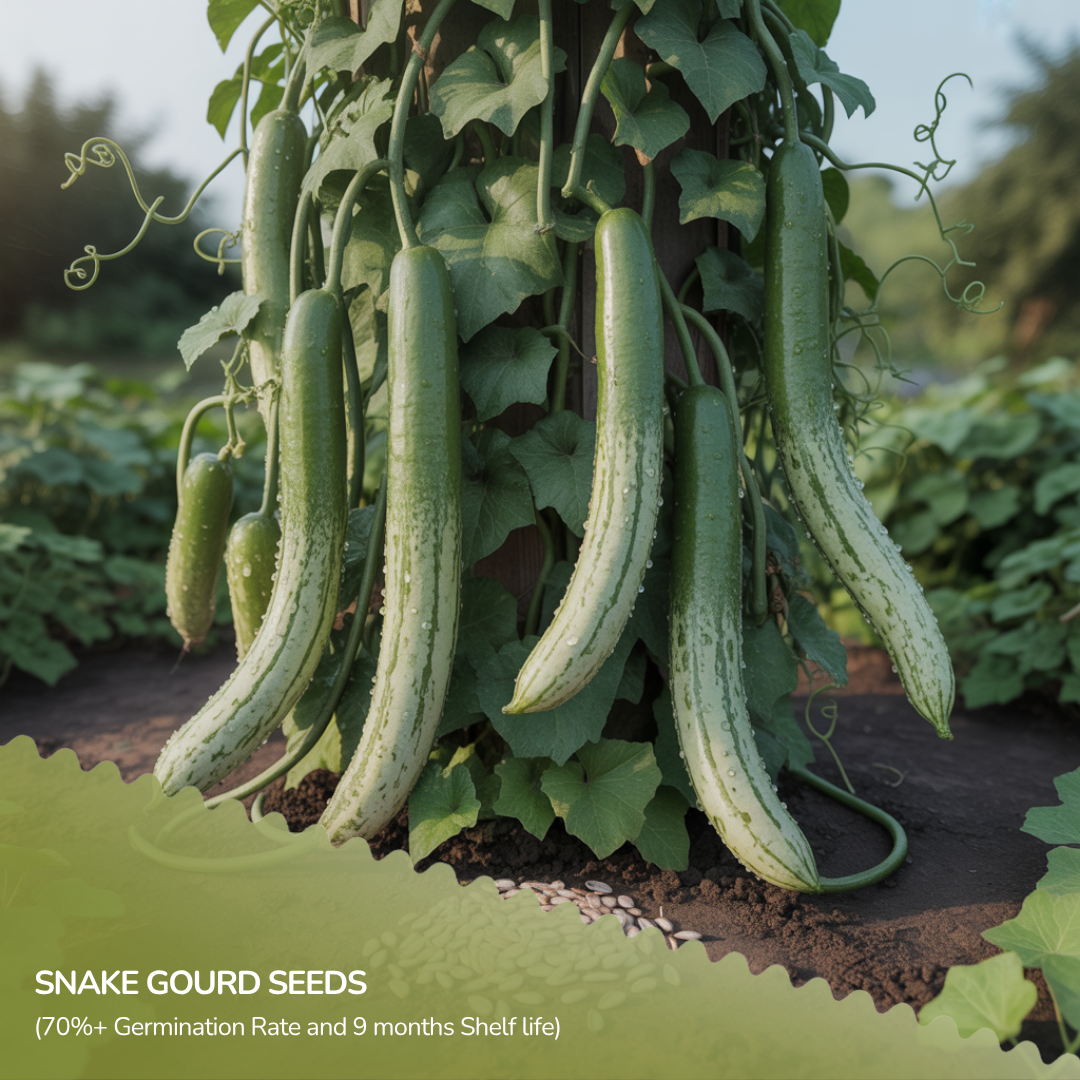 Organic Snake Gourd