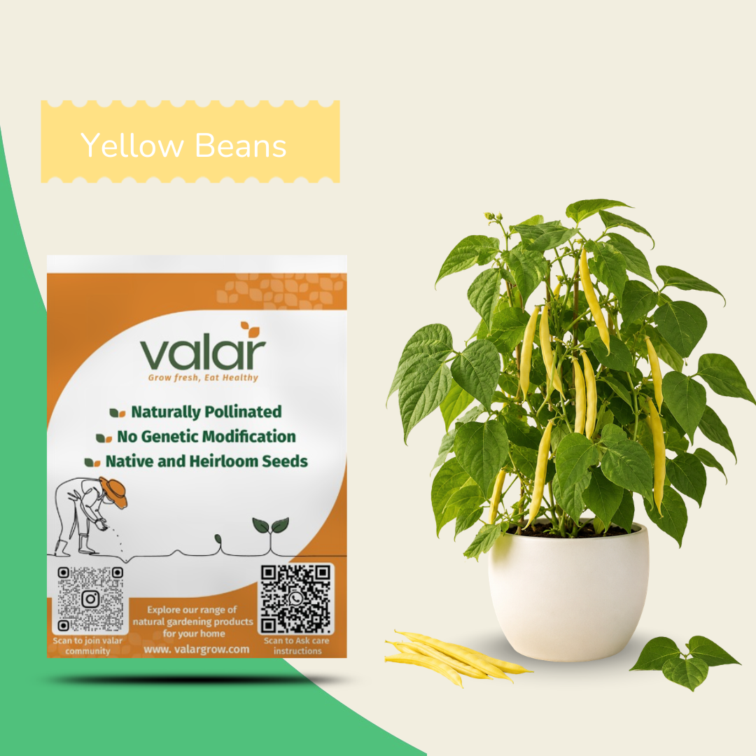 Organic Yellow Bean (Creeper) Seeds