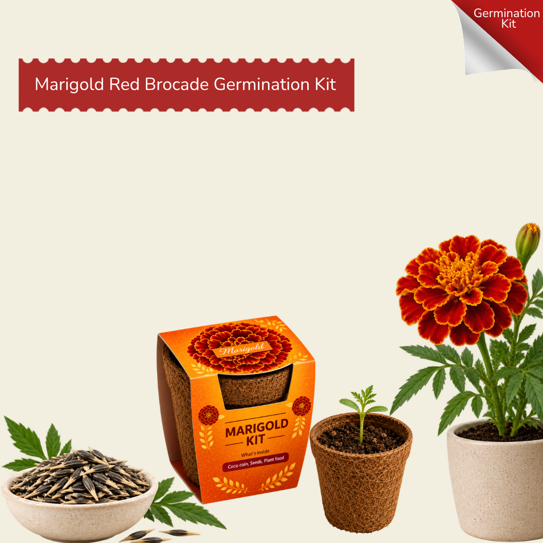 Marigold Red Brocade Seed Germination Kit | Eco-Friendly Corporate & Event Gifting Kit | Customisable