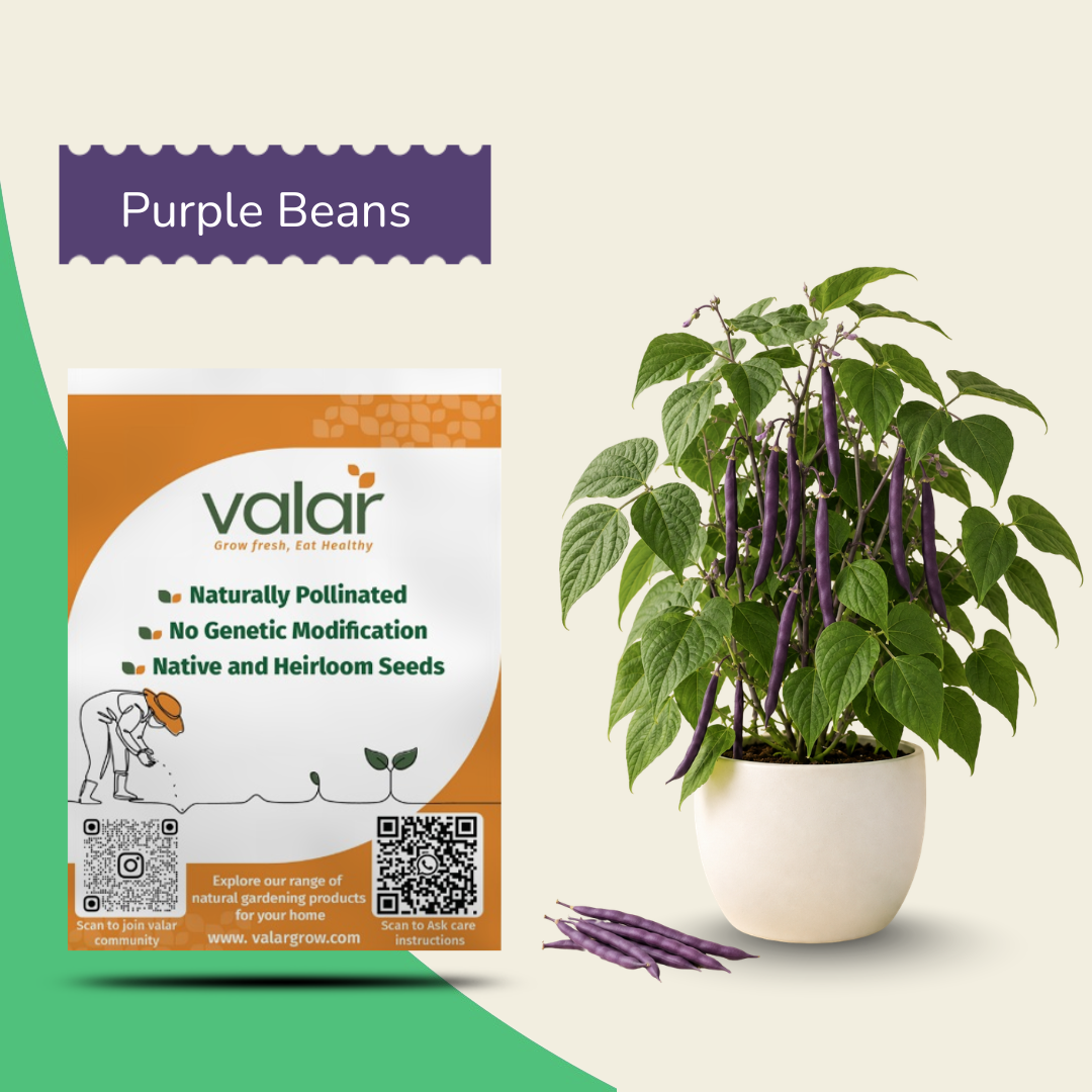 Organic Purple Bean (Creeper) Seeds