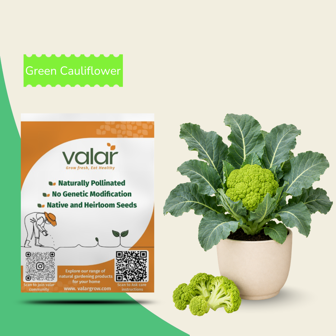 Organic Green Cauliflower Seeds