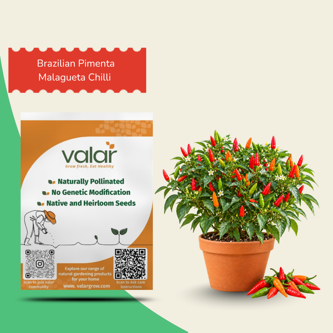 Brazilian Pimenta Malagueta Chilli Seeds