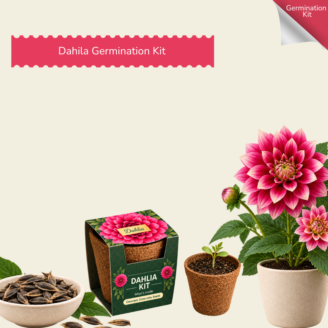 Dahila Seed Germination Kit | Eco-Friendly Corporate & Event Gifting Kit | Customisable