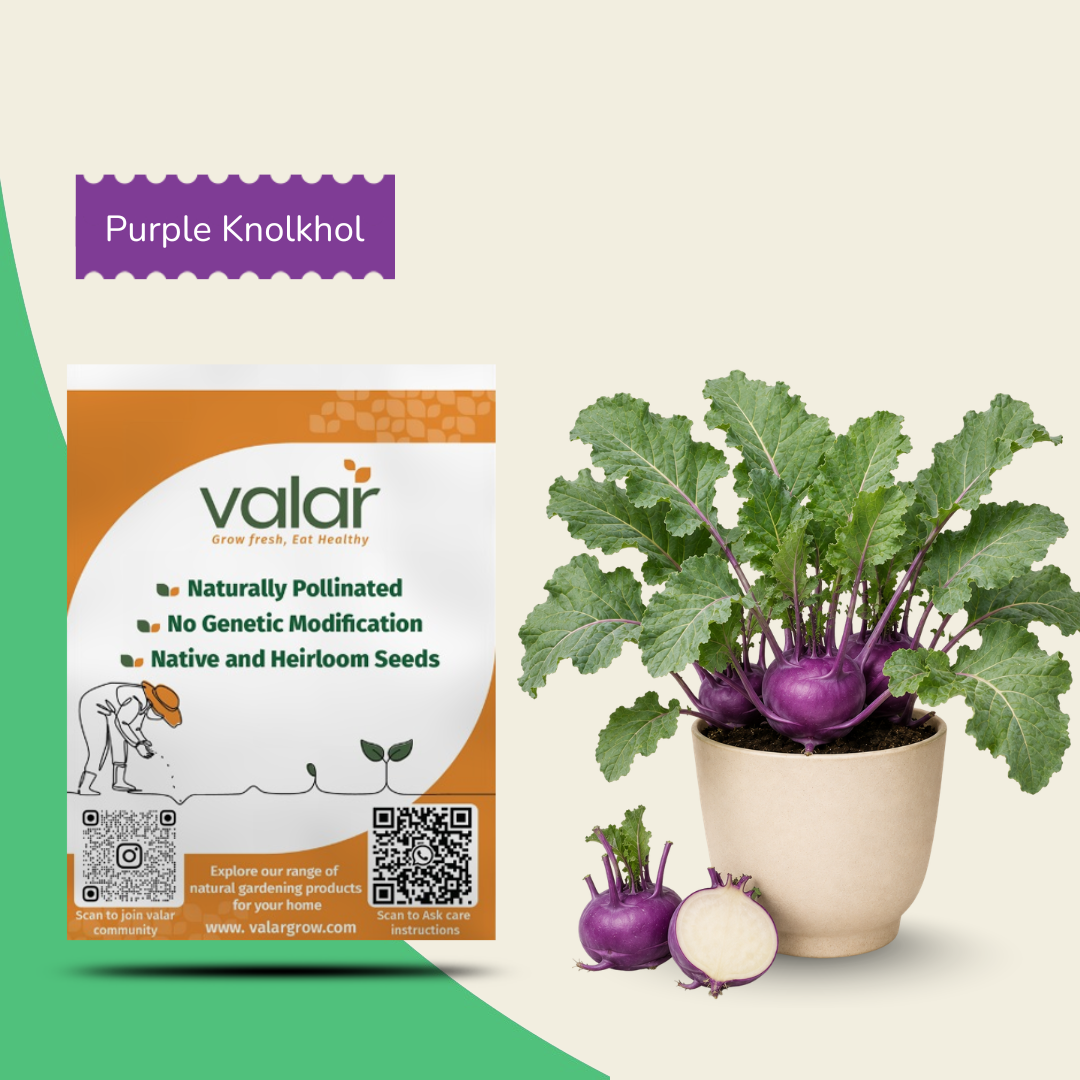 Organic Purple KnolKhol Seeds
