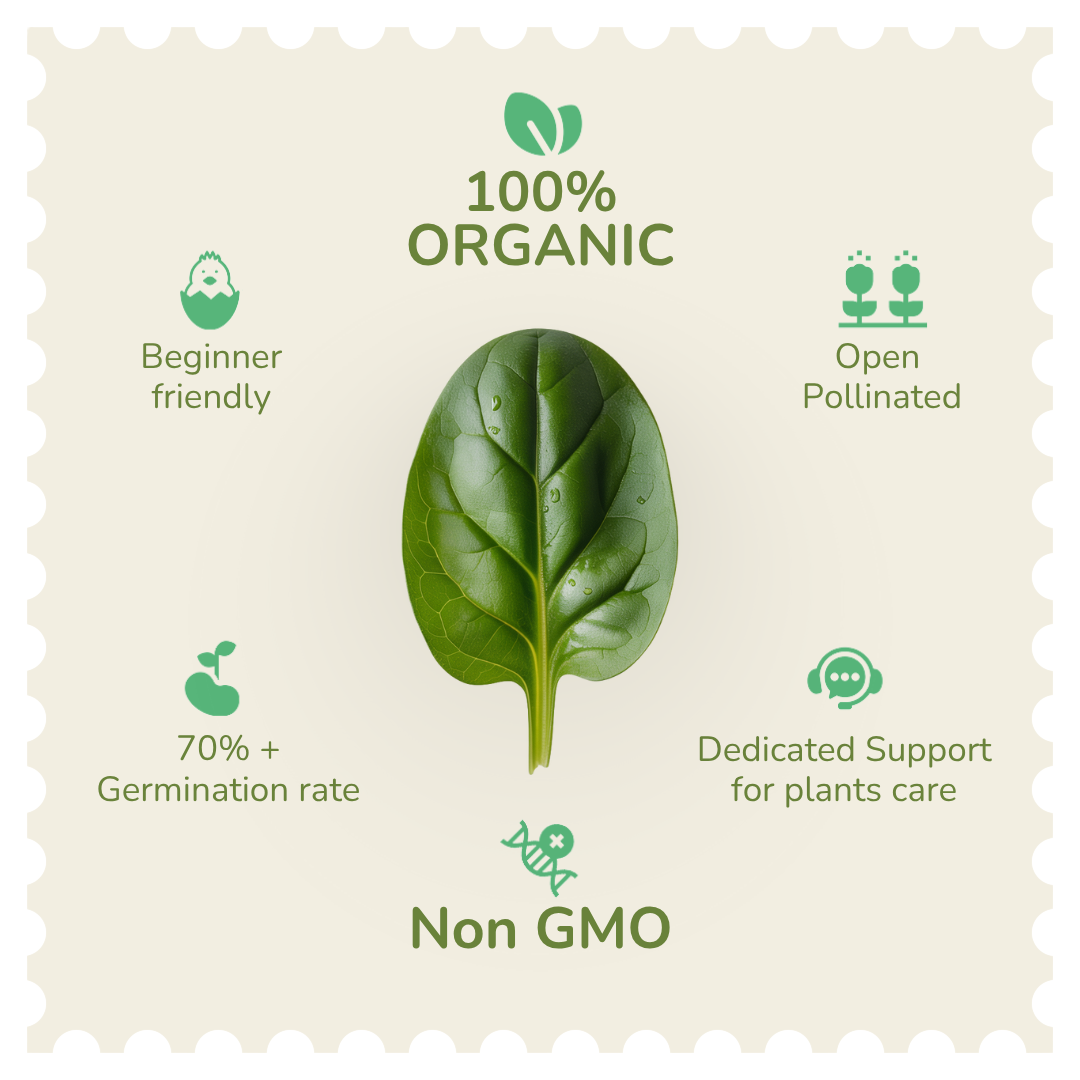 Organic Spinach Seeds