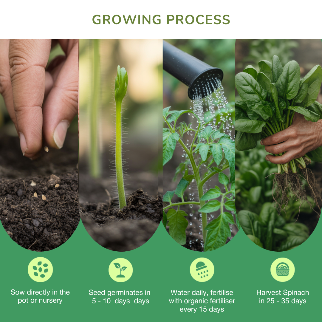 Organic Spinach Seeds