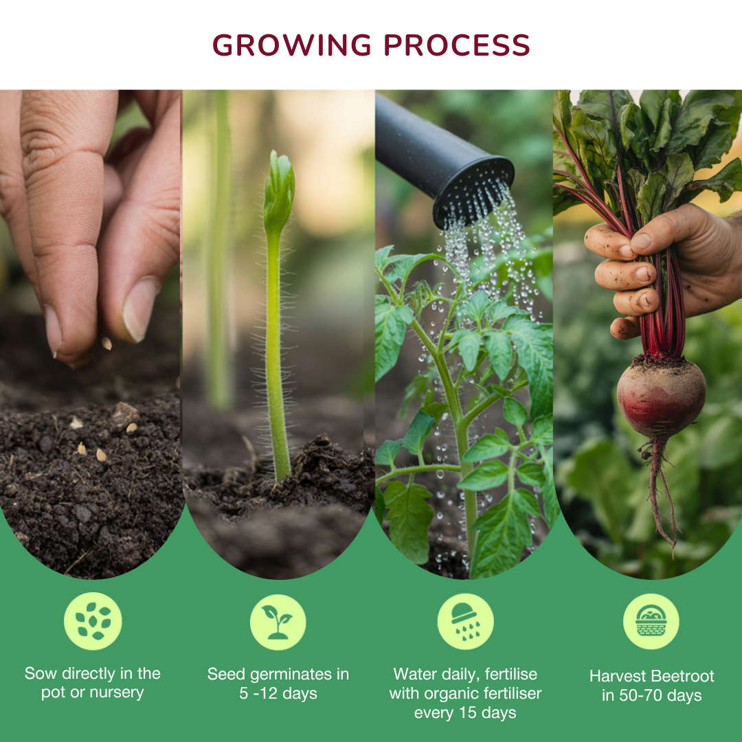 Organic Beetroot Seeds