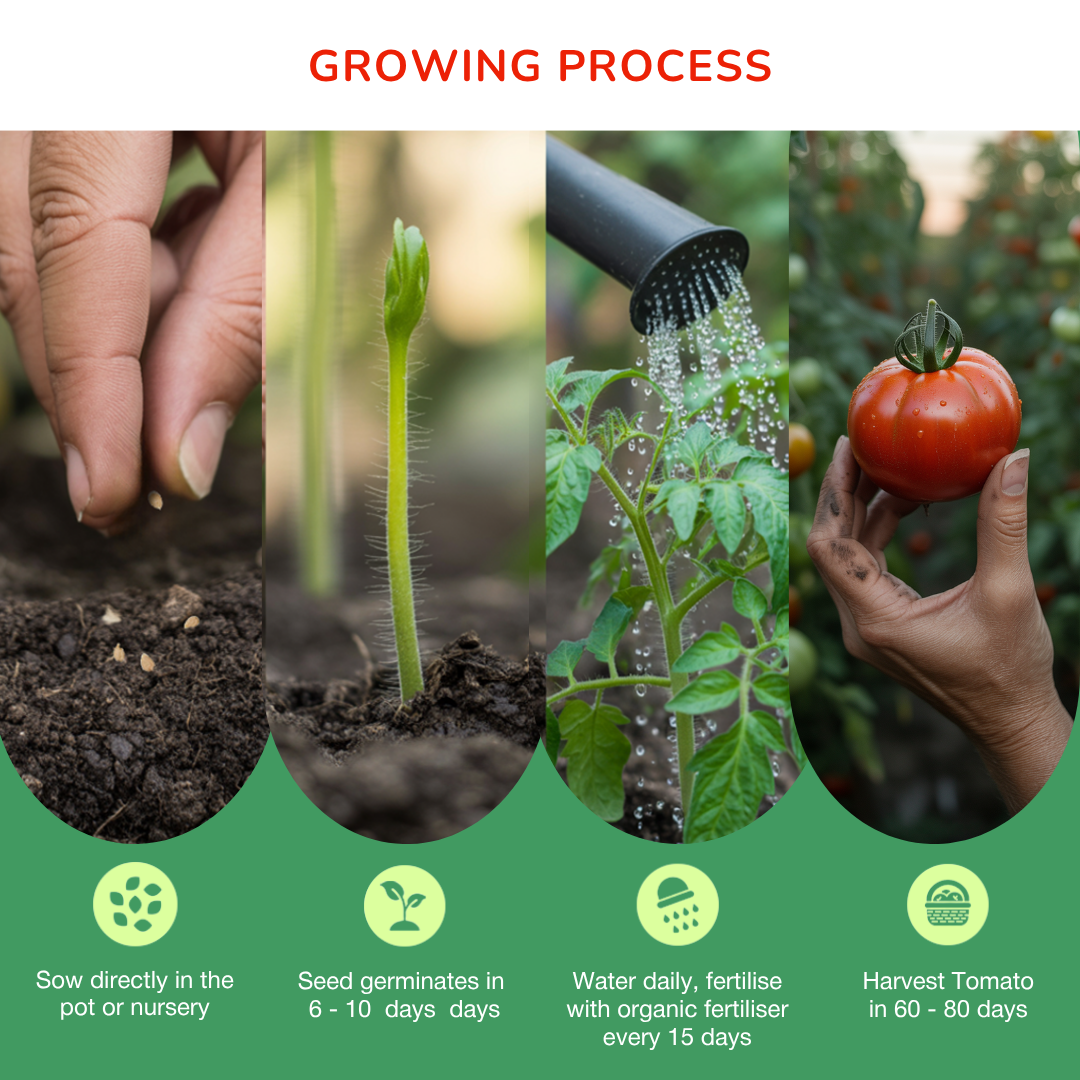 Organic Tomato Seeds