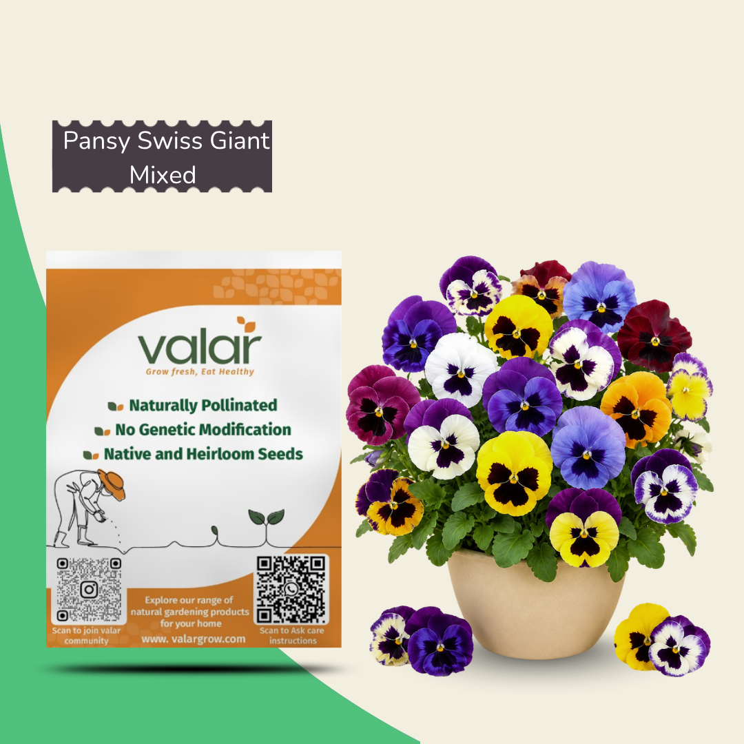 Pansy Swiss Giant Mixed Seeds