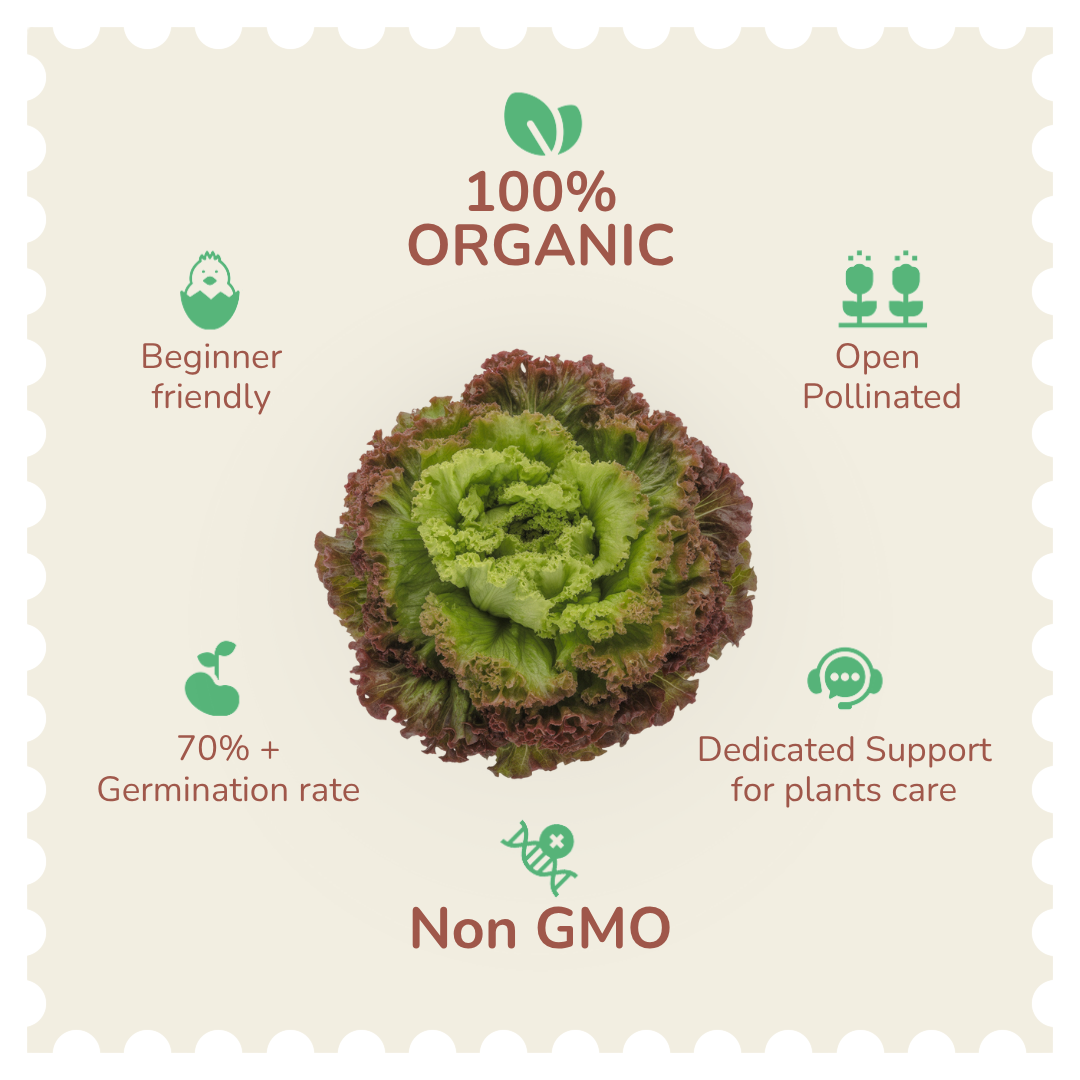 Organic Lettuce Lola Rosa Seeds