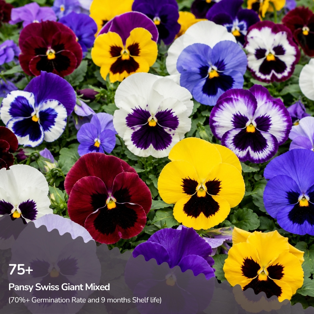 Pansy Swiss Giant Mixed Seeds