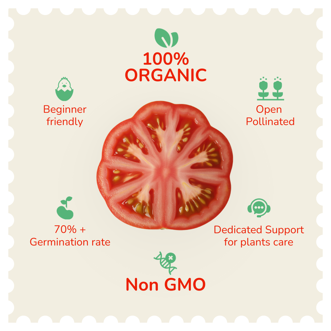 Organic African Togo Tomato Seeds