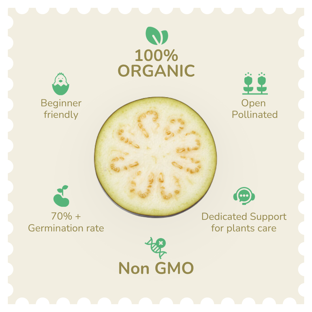 Organic White Brinjal Seeds