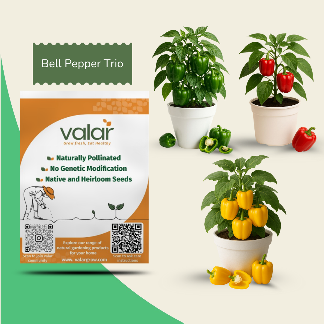 🌶️ Pepper Trio Seeds Bundle – Capsicum, Red & Yellow Bell Pepper