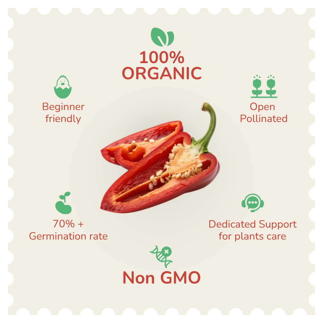 Organic Ghee Chilli Seeds