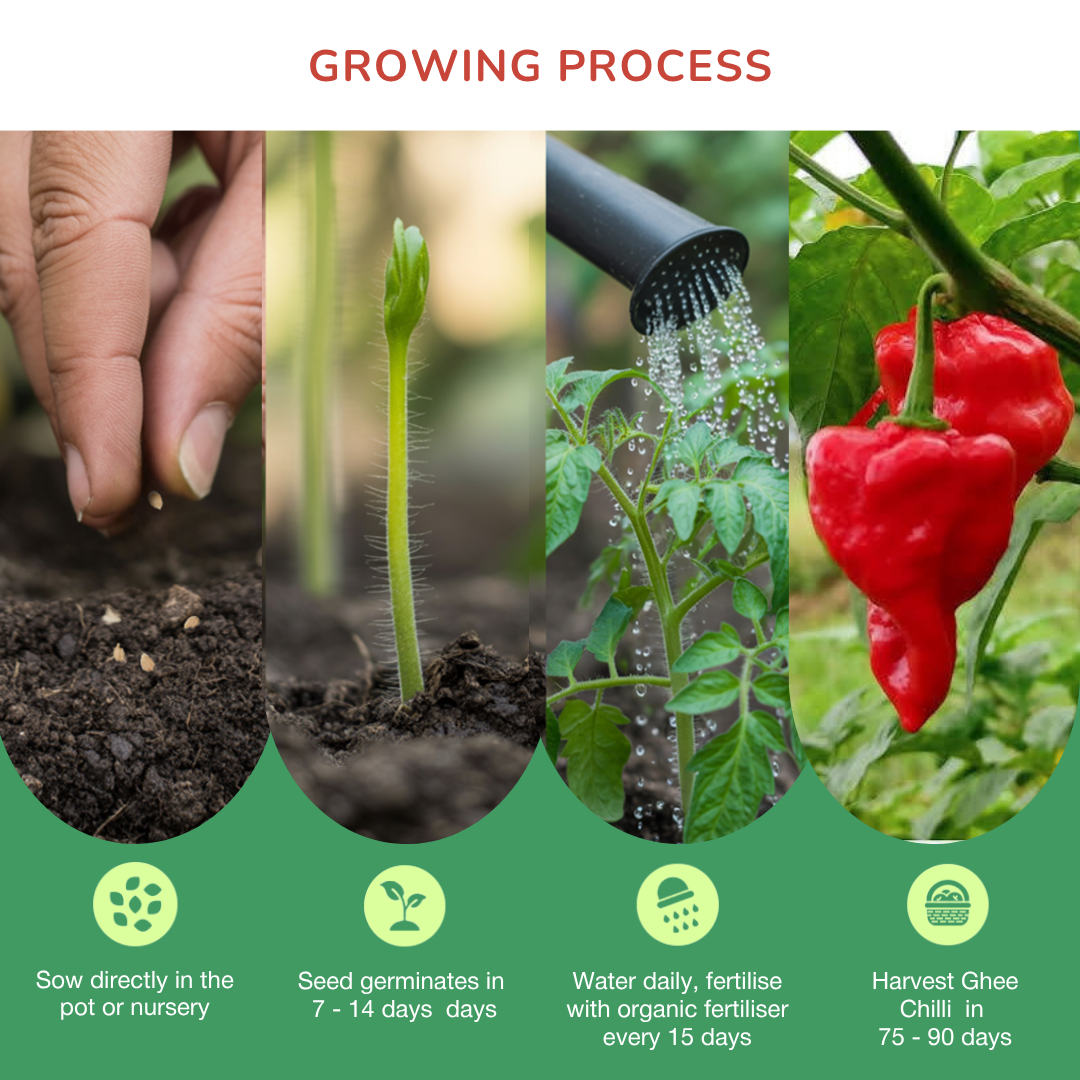 Organic Ghee Chilli Seeds