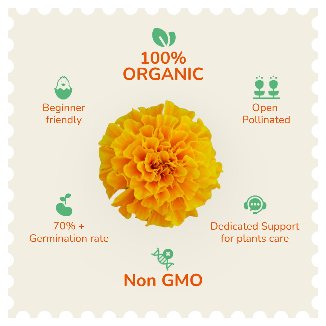 Organic Marigold Red Brocade Seeds