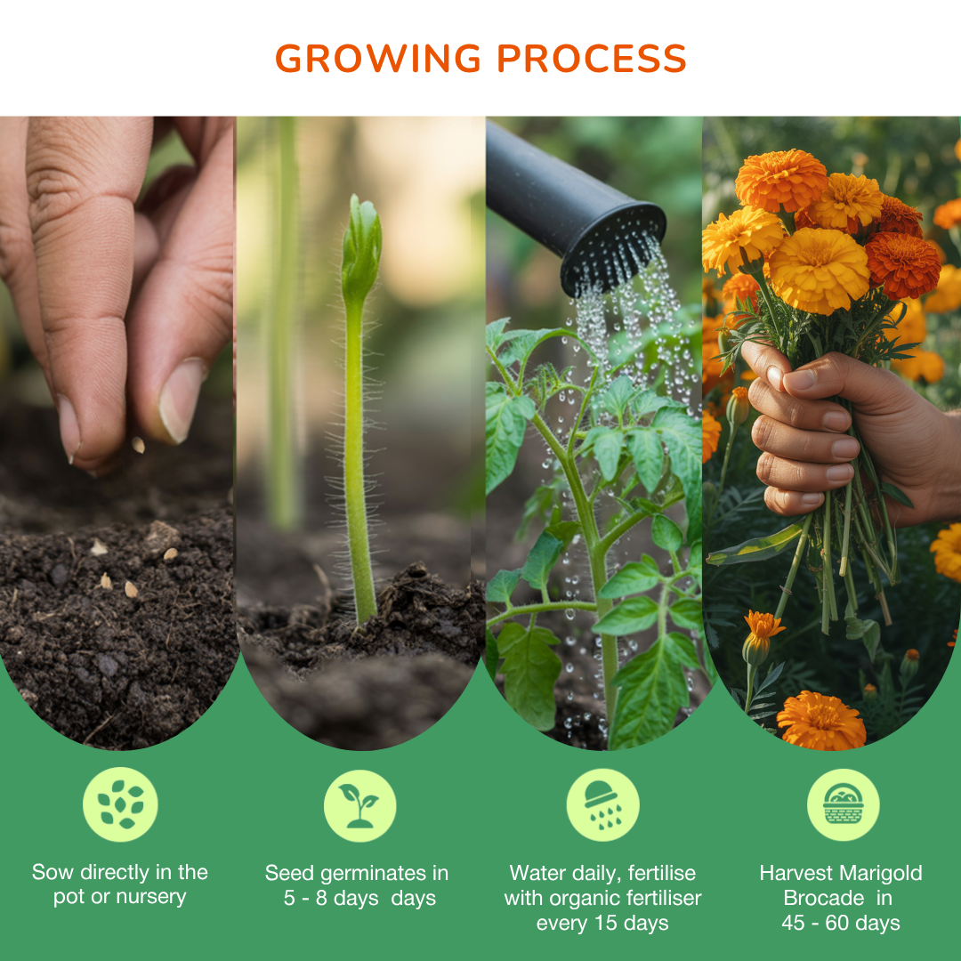 Marigold Bloom Spell Seed Kit | Eco-Friendly Corporate & Event Gifting Kit | Customisable