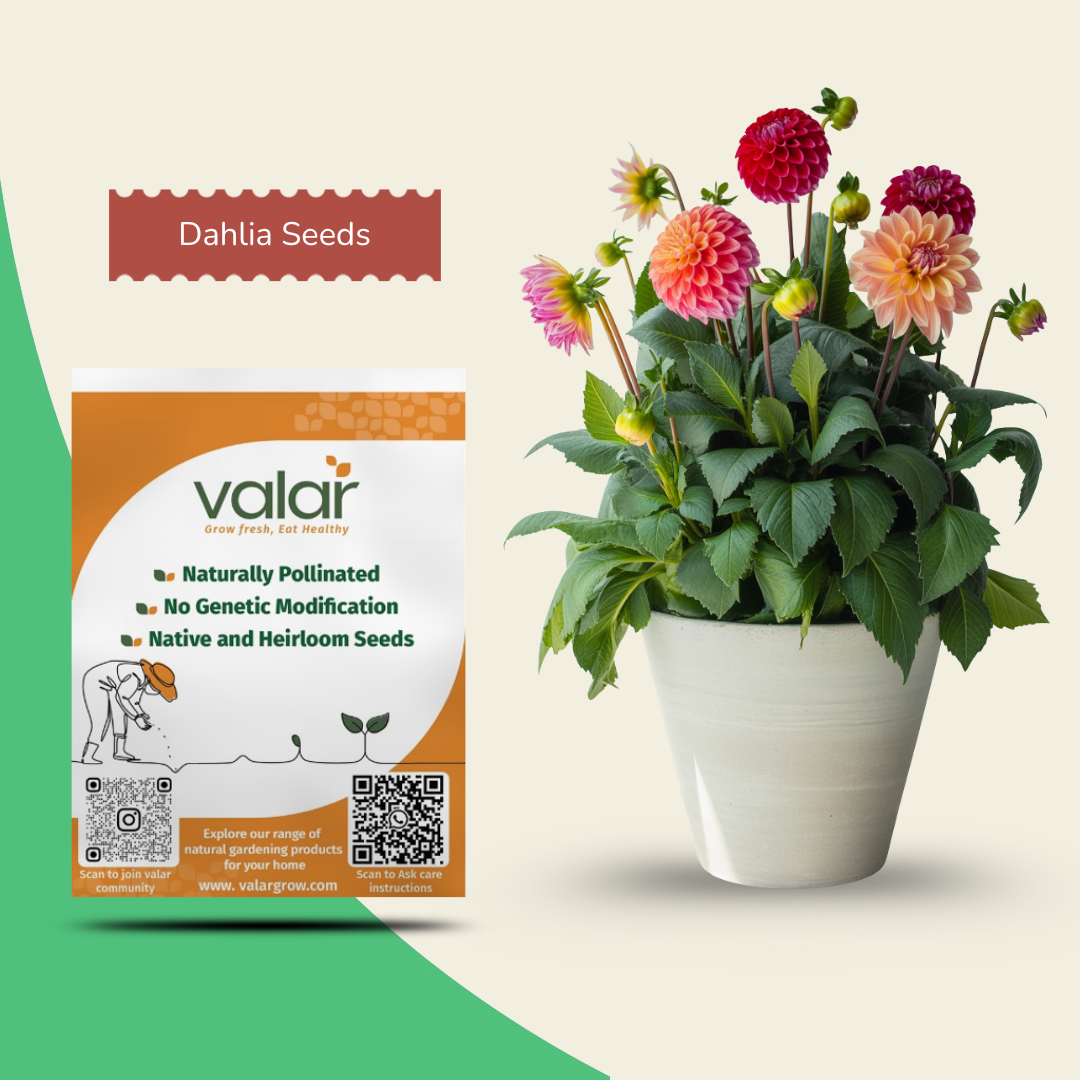 Organic Dahlia Seeds