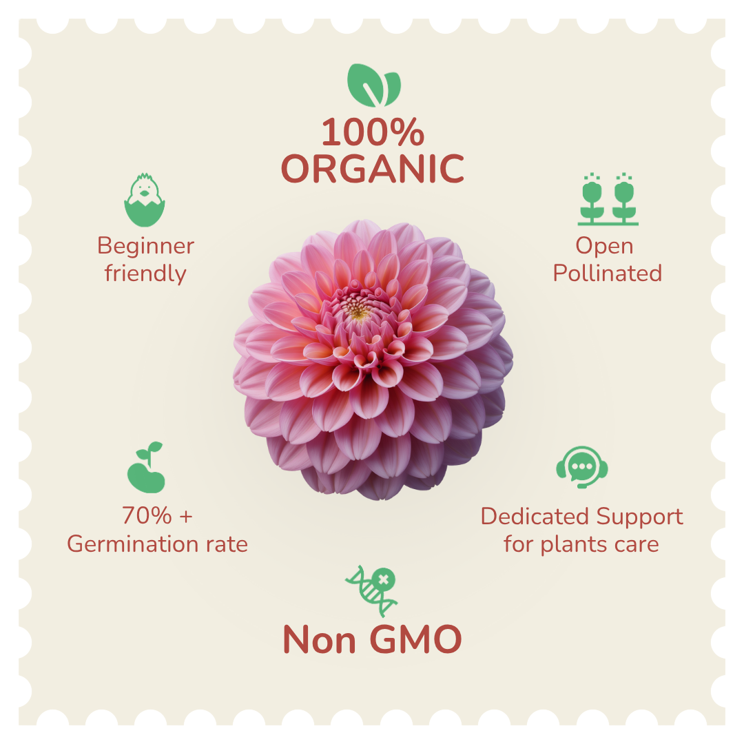 Organic Dahlia Seeds